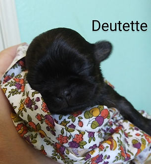 deutette.jpg