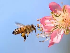 Bilim insanları alarm zilini çaldı: Arılar yeni tehditlerle karşı karşıya