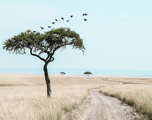 Humanitarian Connections