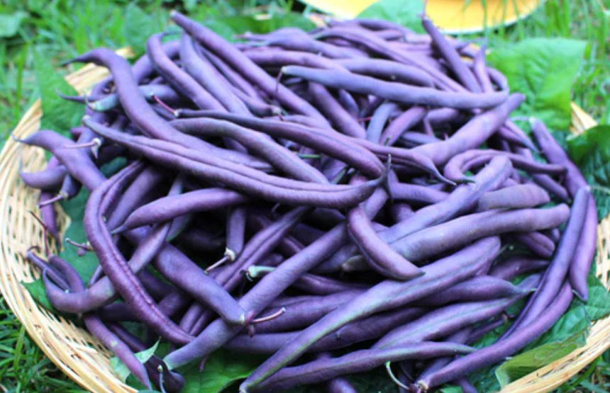 Royal Burgundy Bean Seeds