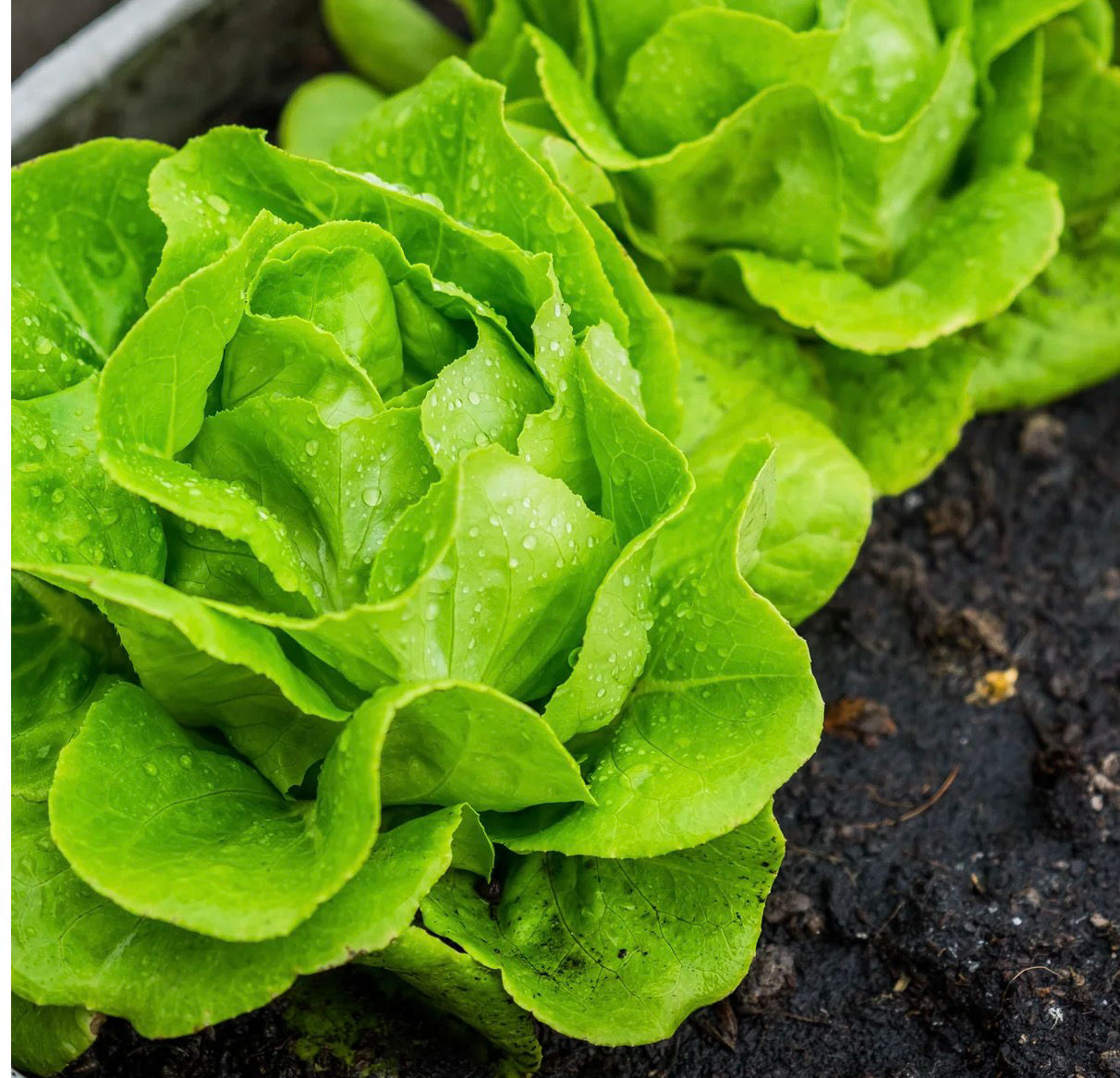Tom Thumb Lettuce Seeds