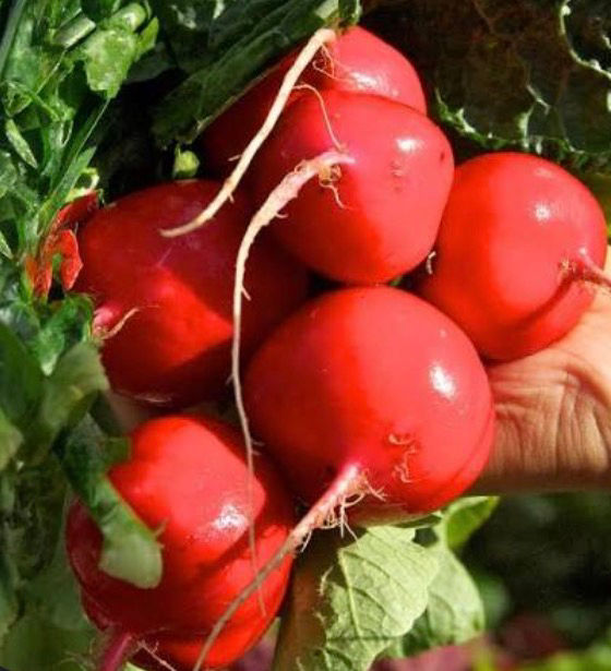 Thumbnail: Crimson Giant Radish Seeds