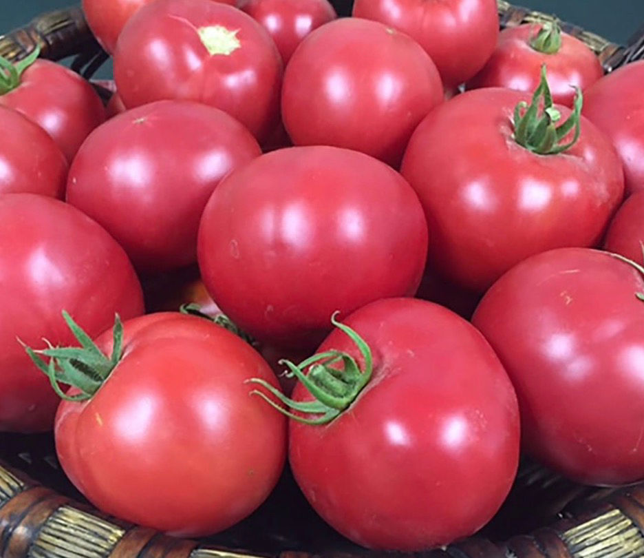 Mountain Rouge Tomato Seeds