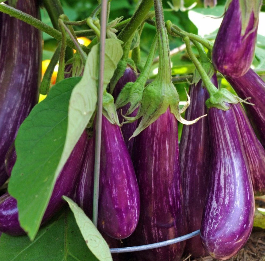 Fairy Tale Eggplant Seeds