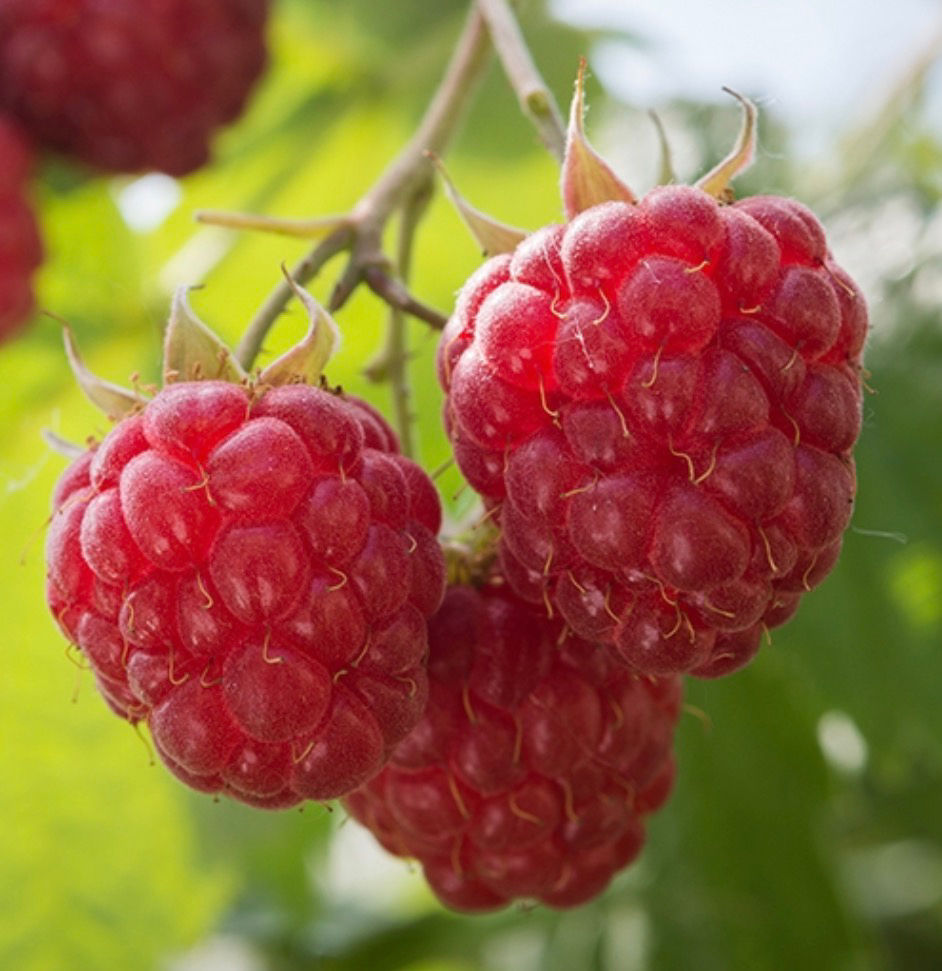 Heritage Red Raspberry (bareroot)