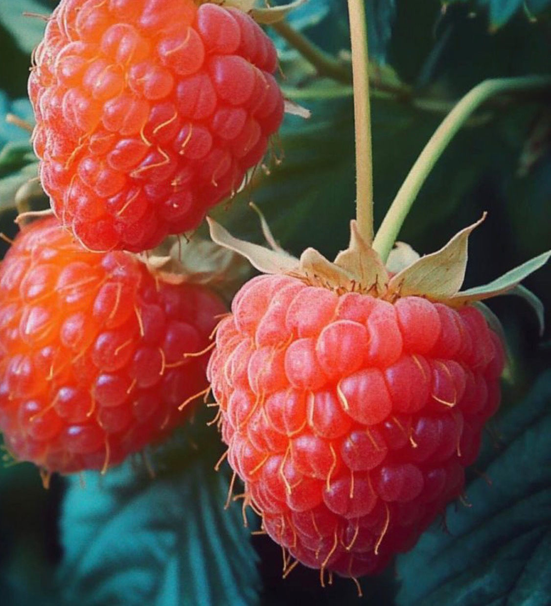Double Gold Yellow Raspberry (bareroot)