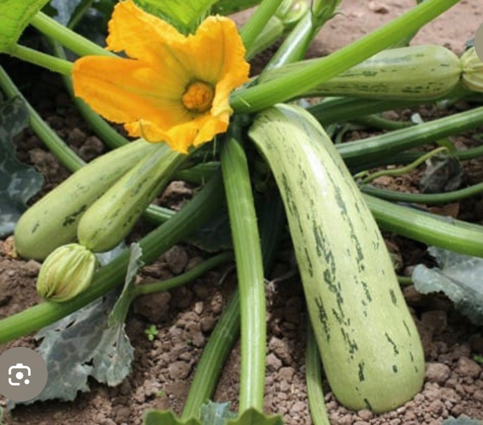 Bossa Nova Squash Seeds