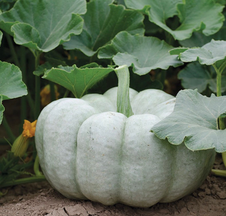 Blue Doll Pumpkin Seeds