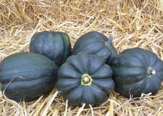 Table Star Winter Acorn Squash Seeds