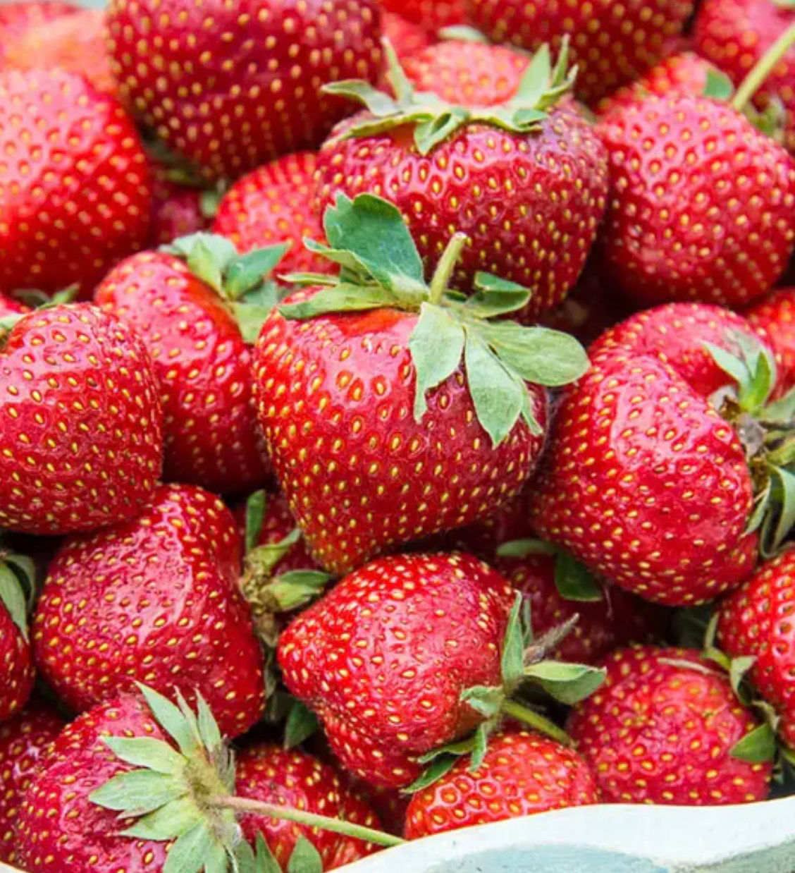 Flavorfest Strawberry Plant