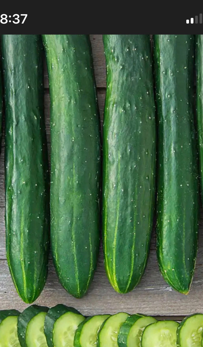 Burpless Tasty Green Cucumber Seeds