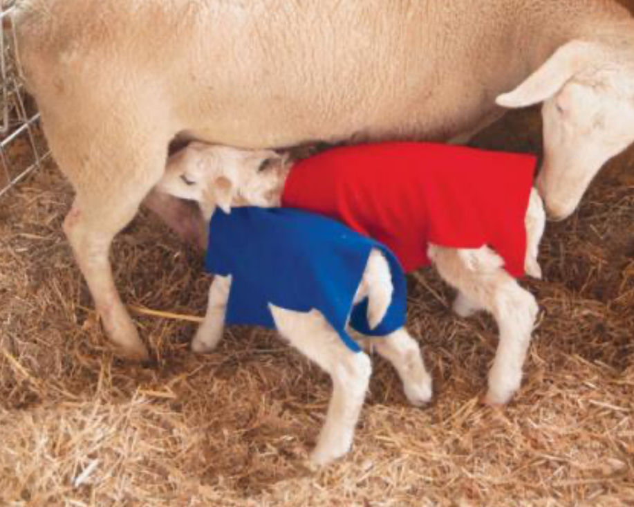 Lamb or Kid Cover Blanket