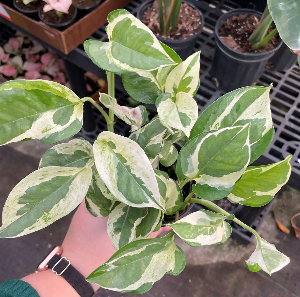 Thumbnail: Pearls and Jade Pothos Live Plant