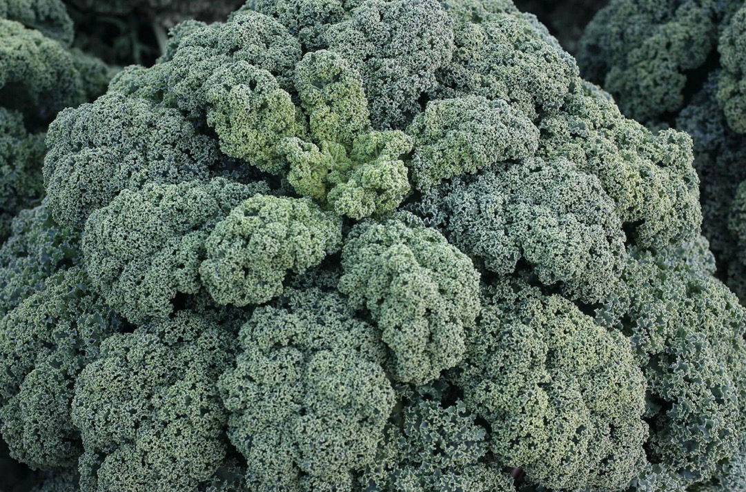 Winterbor Kale Seeds