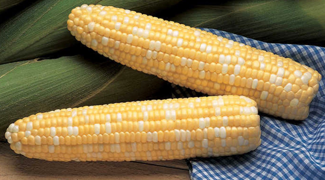 Serendipity Sweet Corn Seeds