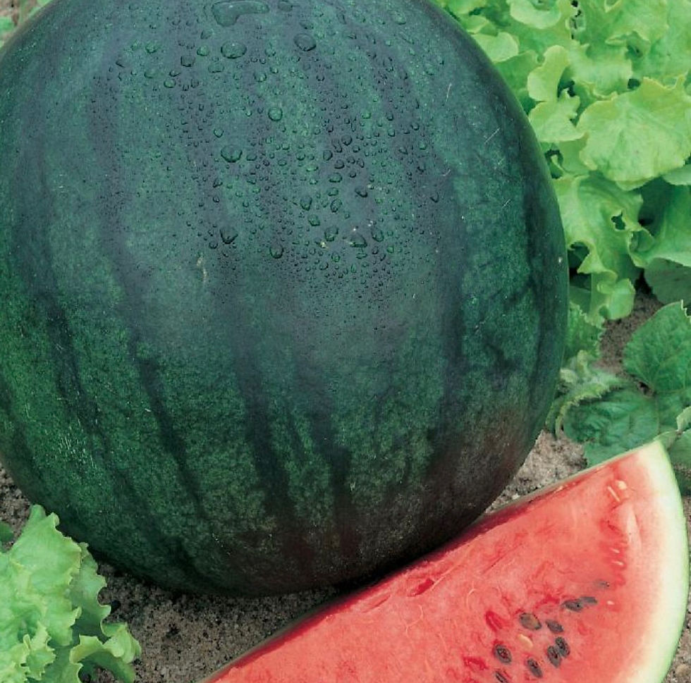 Thumbnail: Sugar Baby Watermelon Seeds