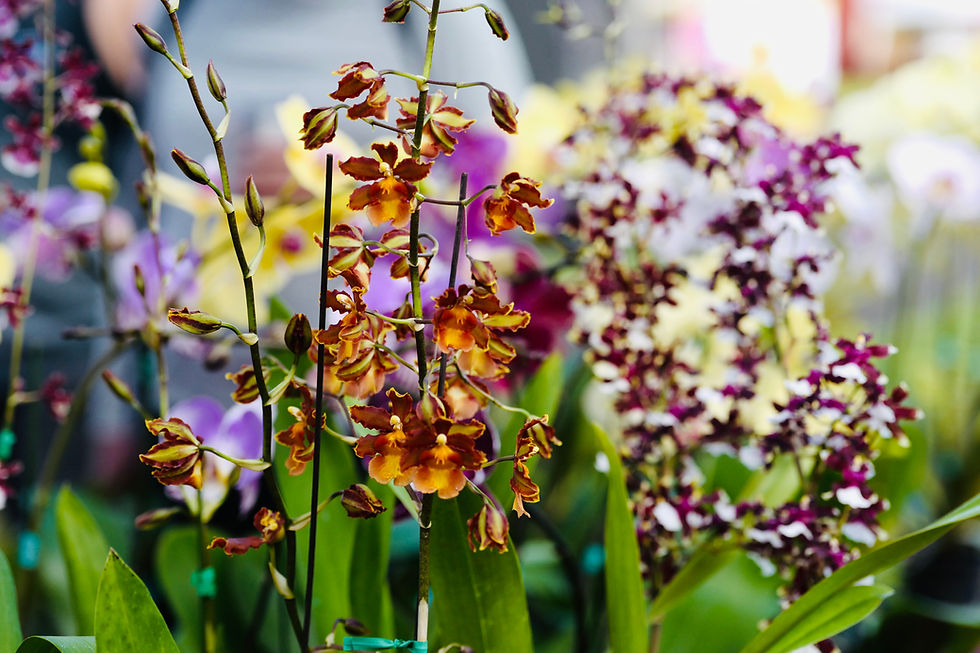 Orchids