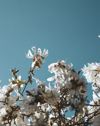 Photographie en format portrait d'un magnolia blanc. Il prend la moitié inférieur du cadre tandis que le ciel bleu prend le reste.