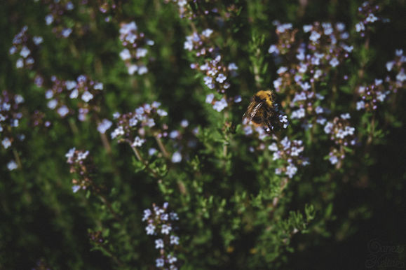 Photo d'une abeille se tenant sur le haut d'une tige fleurie vue d'en haut.