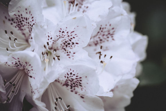 Macrophotographie en format paysage d'un rhododendron blanc avec des points roses foncés au niveau de l’intérieur des fleurs.