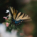 ree
