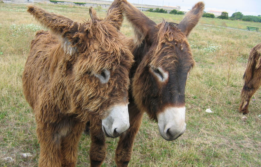 The Famous Donkeys of Île de Ré