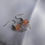 Miniature : Boucles d'oreilles Agniya