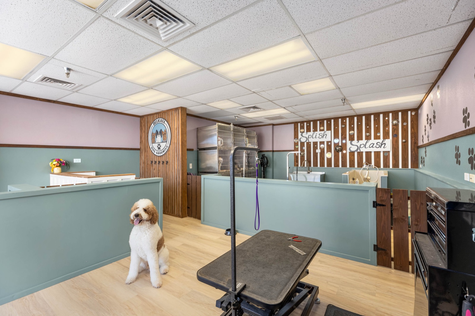 Delicata Dog Grooming: A Full Renovation That Gave a Kailua Grooming Studio Its Own Space