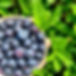 fresh blueberries.jpg