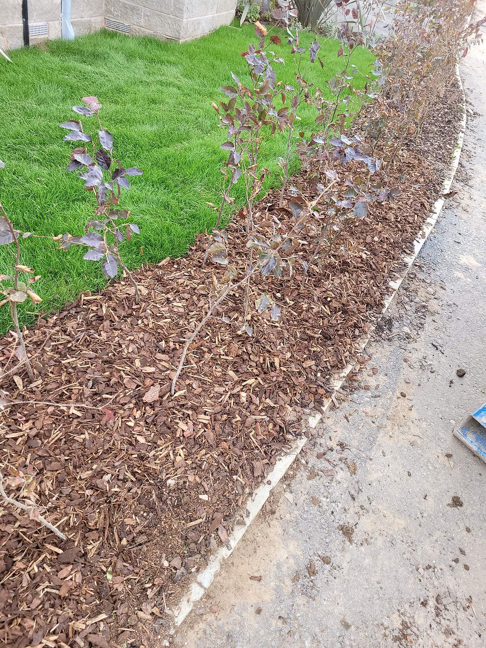 Thumbnail: All lypes of soft landscapeing work 