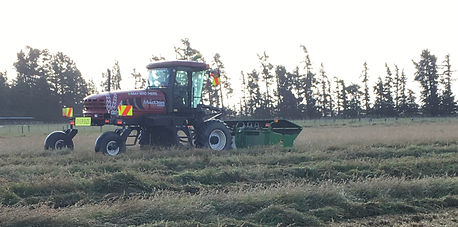 Windrowing.jpeg