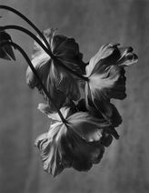 Tantric Massage in Paris | Le Boudoir de Gala
