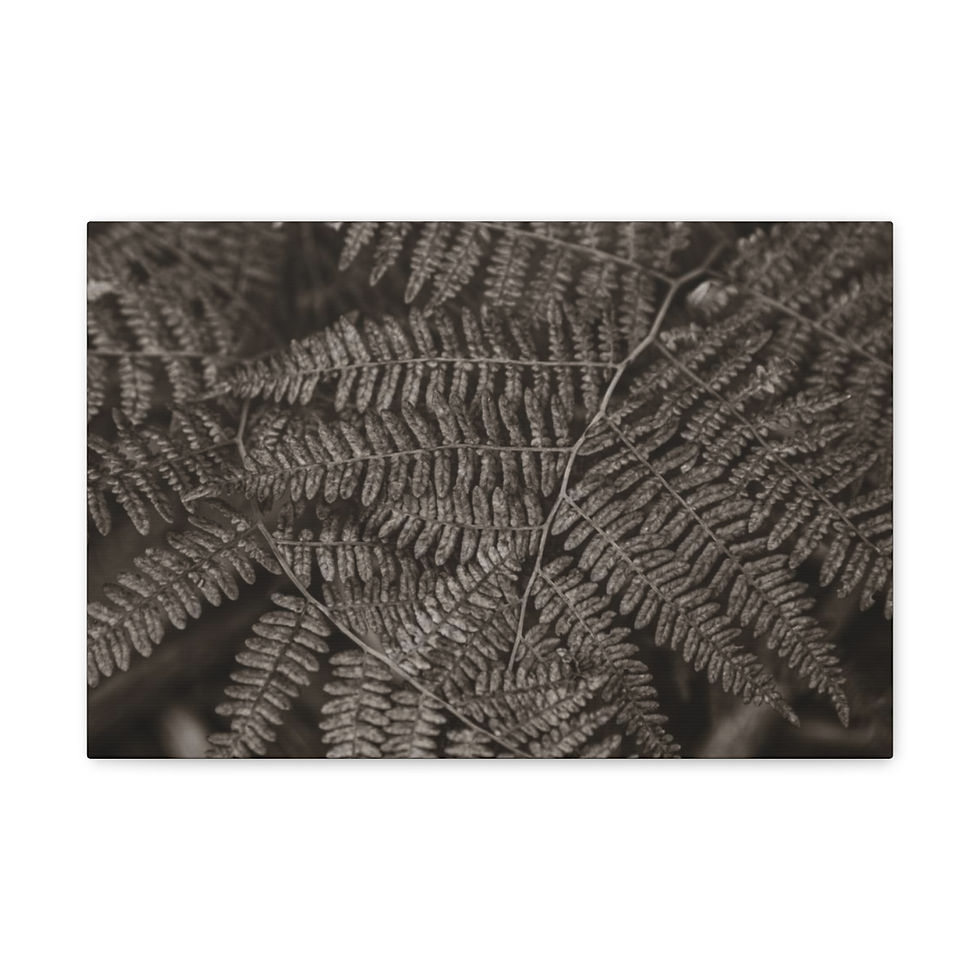 Thumbnail: Fern Canvas Gallery Wraps