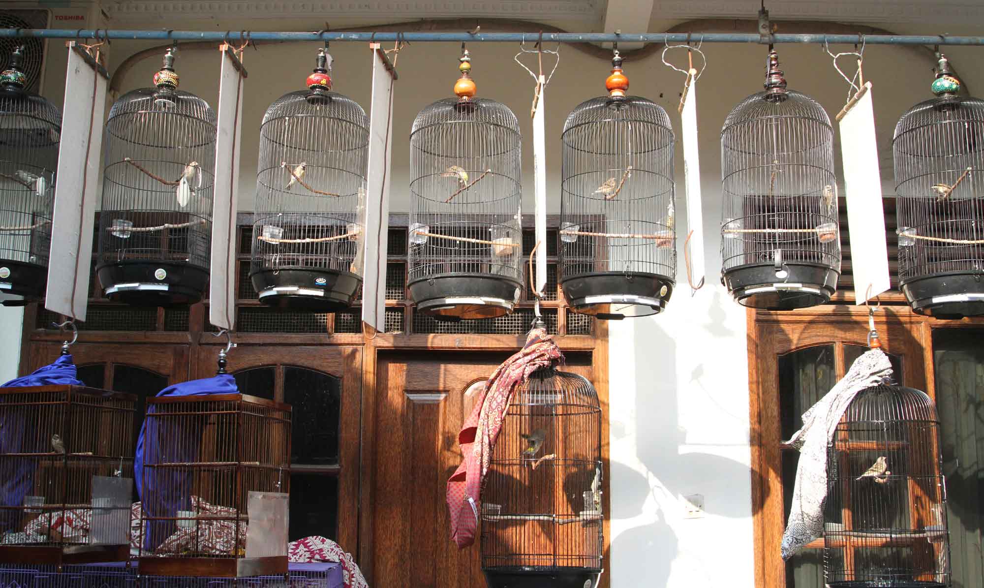 Perawatan Harian Blackthroat