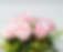 Miniatura: Buquê de 7 rosas rosadas
