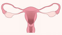uterus-gf6cdb54c8_640.jpg