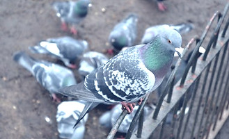 depositphotos_40031283-stock-photo-feral
