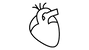 сердечно-сосудистая система.png