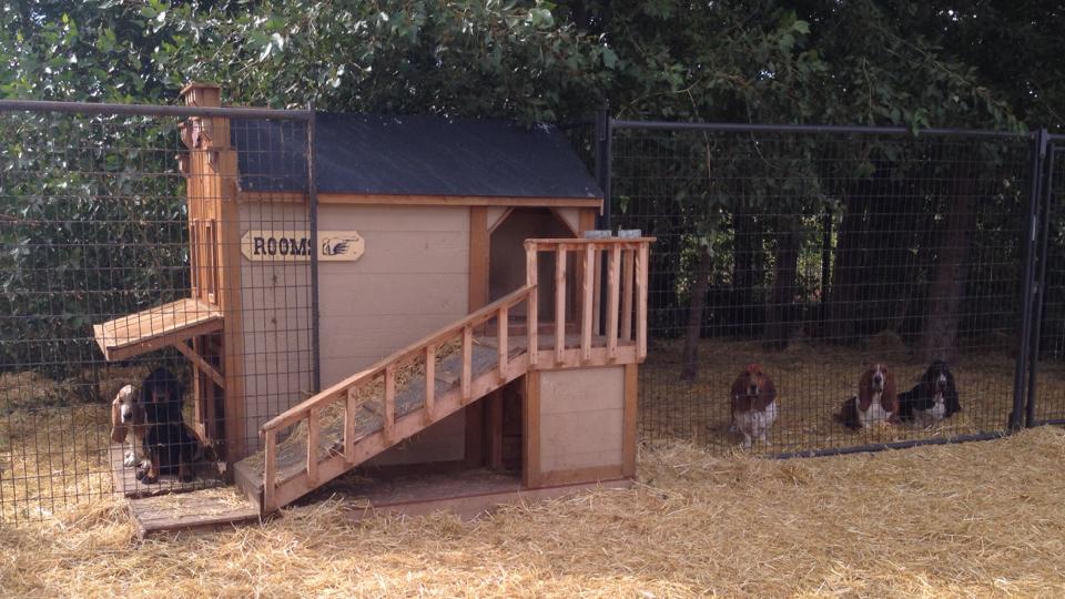 OUR KENNEL maplestreetbassets