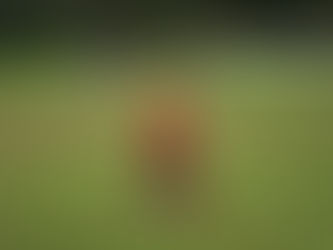 The Glorification of Wealth