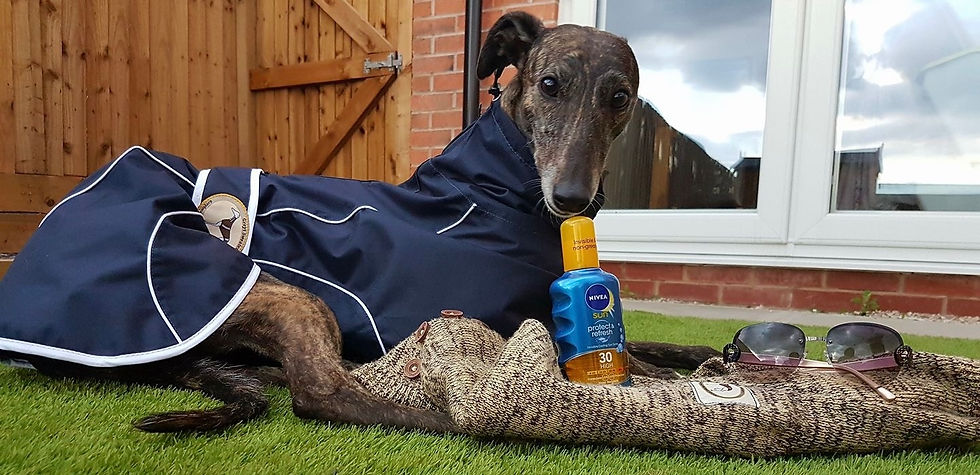 Thumbnail: Rain Mac (Whippet Sizing)