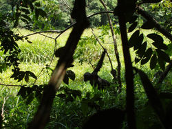 Bonobo by the bai