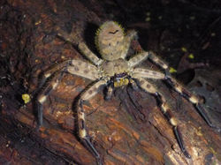 Tarantula