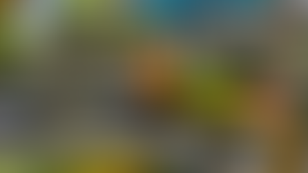 Which is the Best Option for Your Garden: Annuals or Perennials?