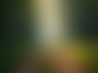 Find Inner Peace Through Guided Nature Immersions