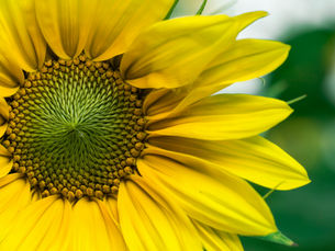 Wonderful Nature: The Stunning Way to Enrich Your Life