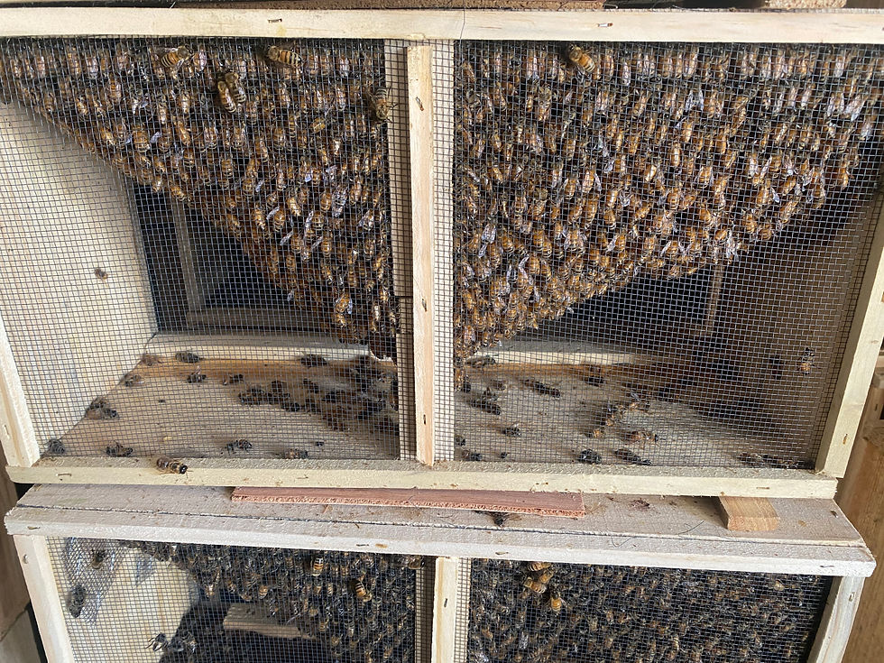 3lb. Package of Bees
