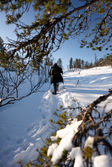 Guided snowshoeing tour Narvik