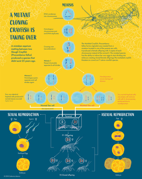 infographic poster on marble crayfish and their genetic makeup