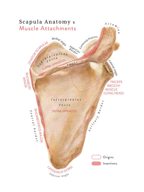 Human anatomy illustration of scapula